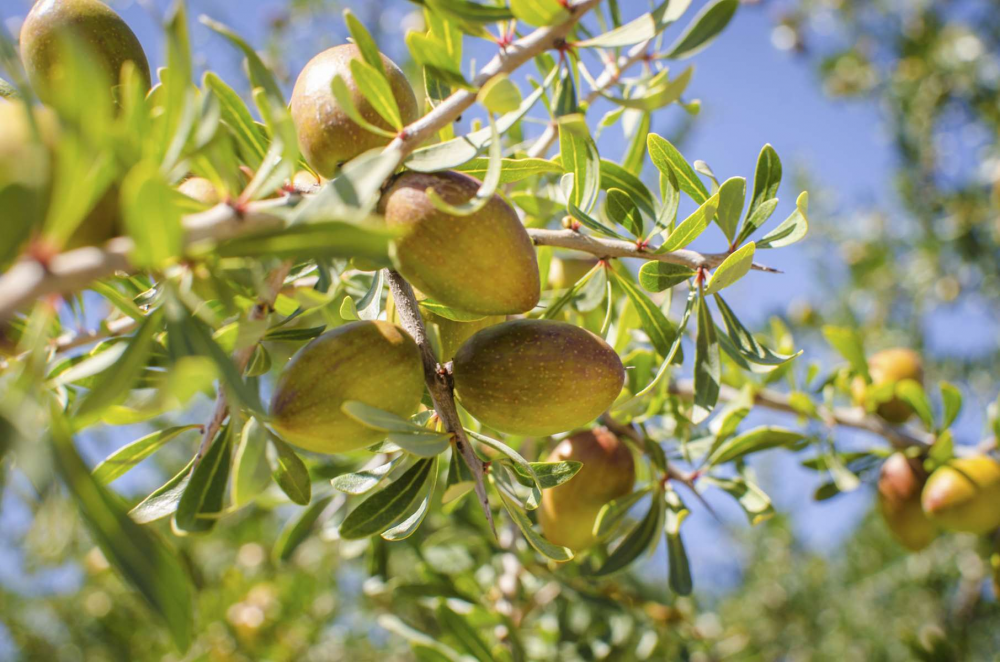 Agadir accueillera le Congrès International de l'Arganier
