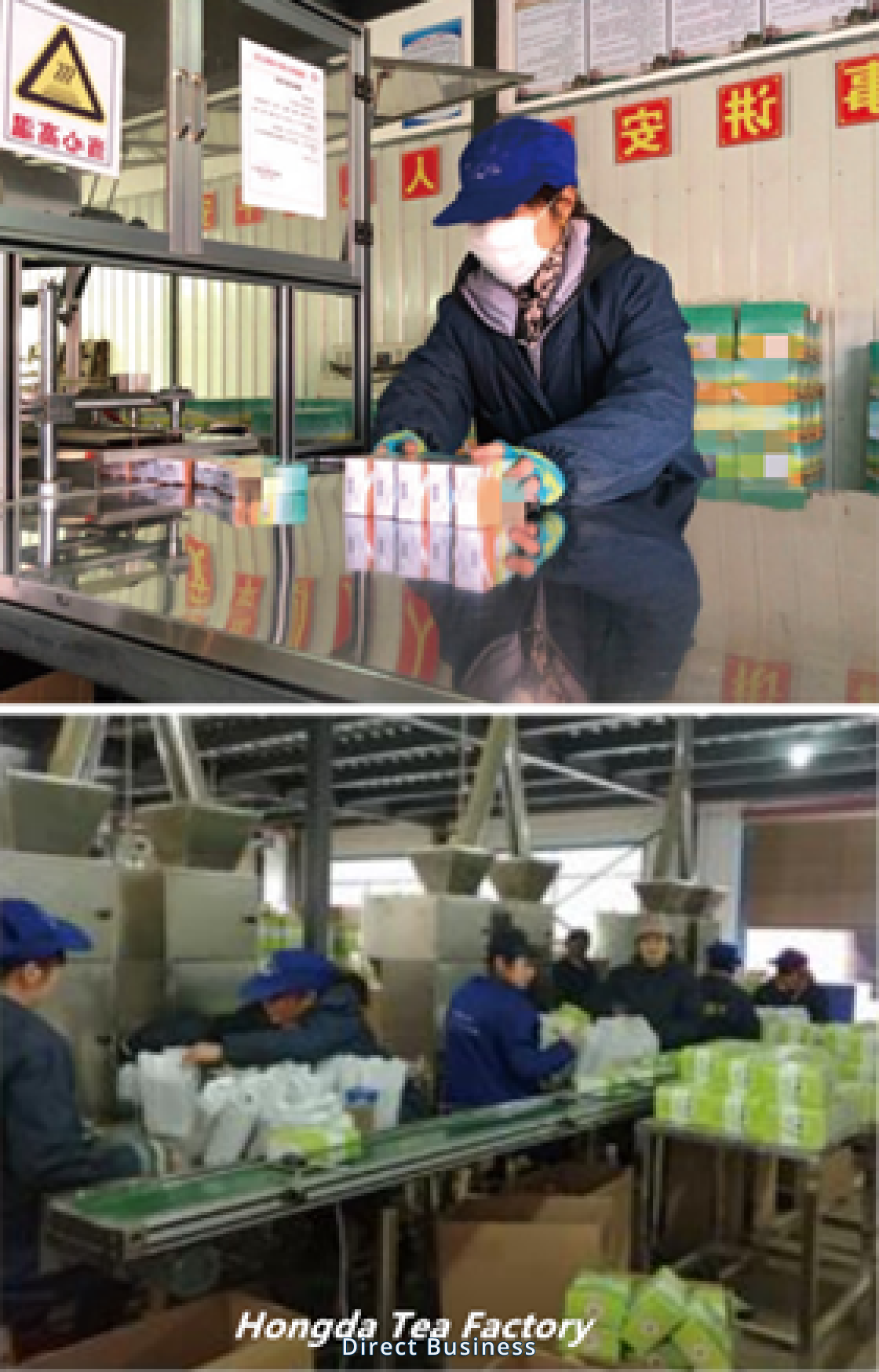 Thé vert de Chine sélectionné, produit et exporté de l'usine