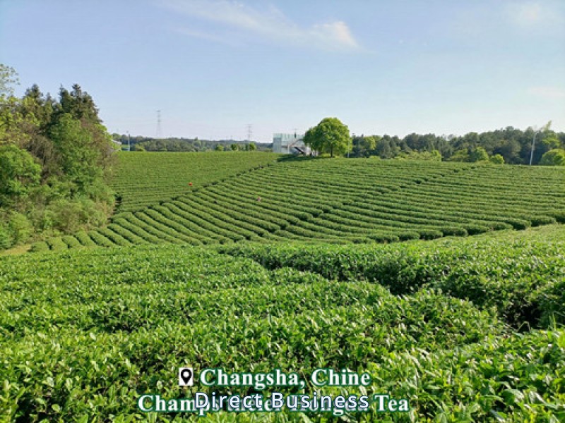 Thé vert chinois garanti par usine réputée de 30 ans